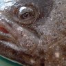 angry turbot