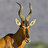 Red Hartebeest