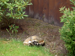 Mike and Lindzi's cat