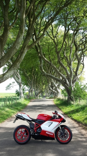 848 Evo - Dark Hedges